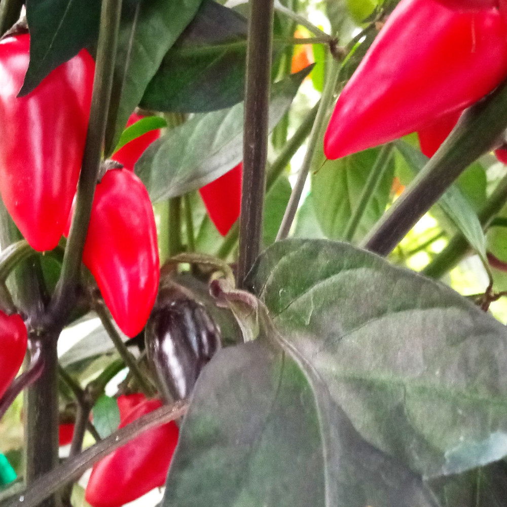 Семена острого перца Count Dracola