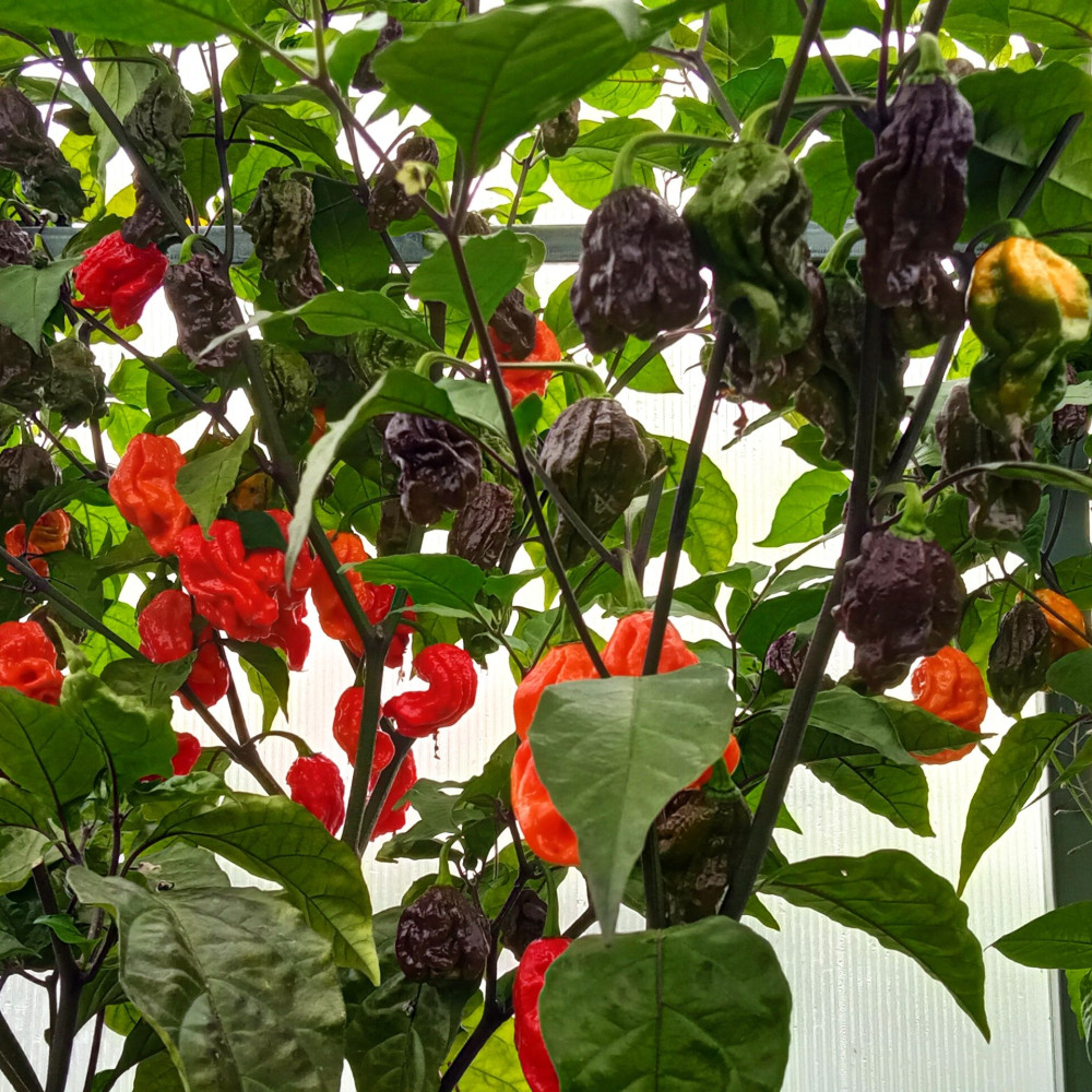 Семена острого перца Reaper dark magma-2