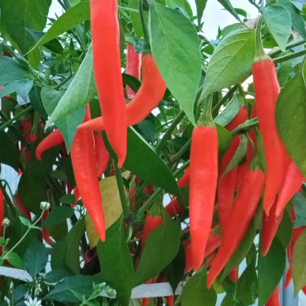 Семена острого перца Lindeza-1