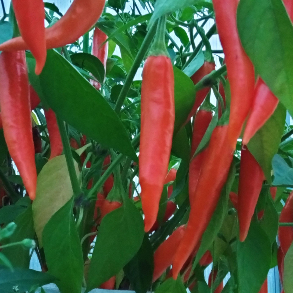 Семена острого перца Lindeza-2