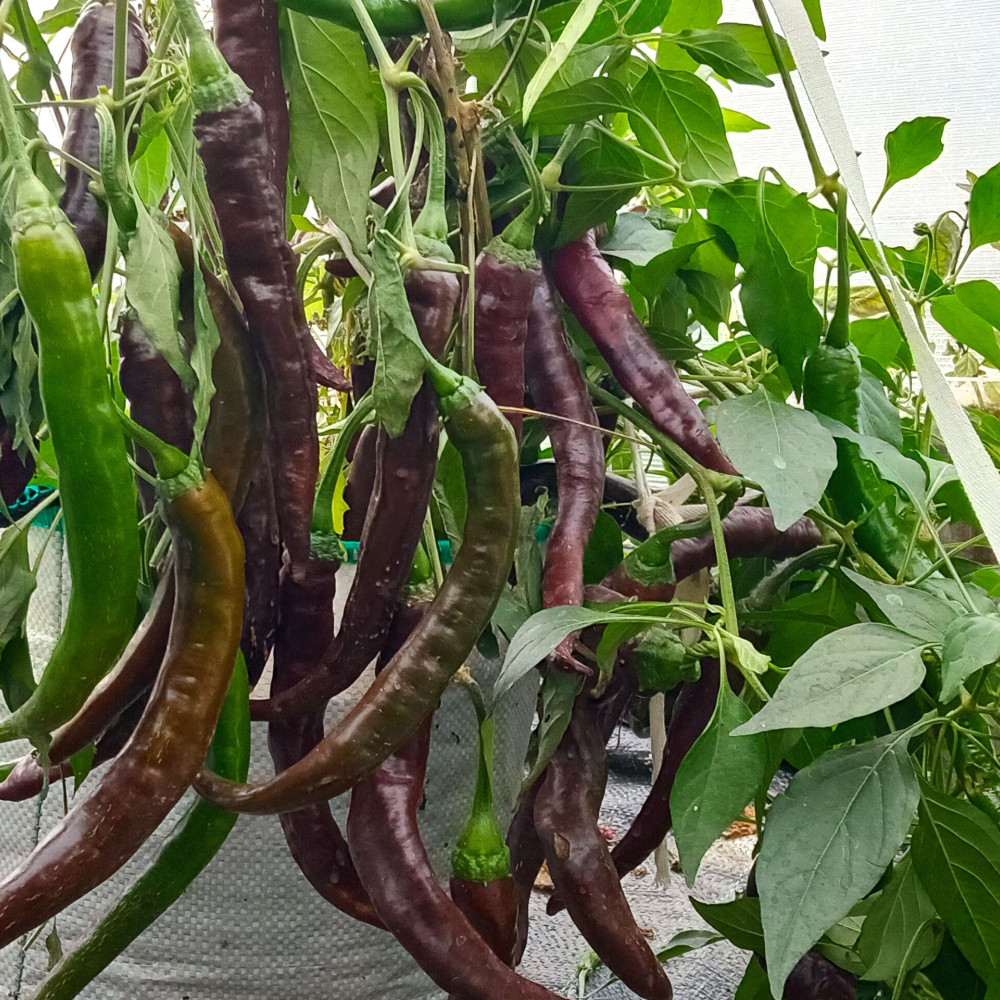 Семена острого перца Thunder choco brown-2