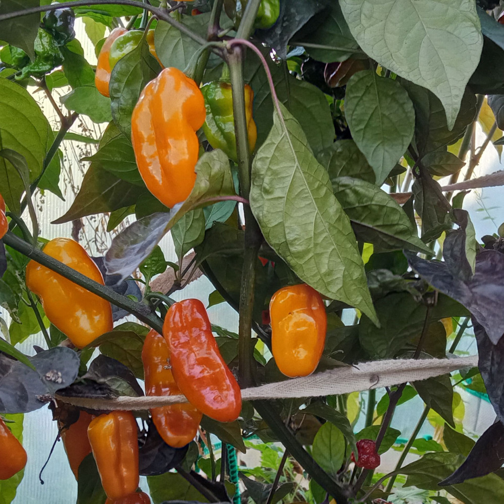 Семена острого перца Pimenta puma-1