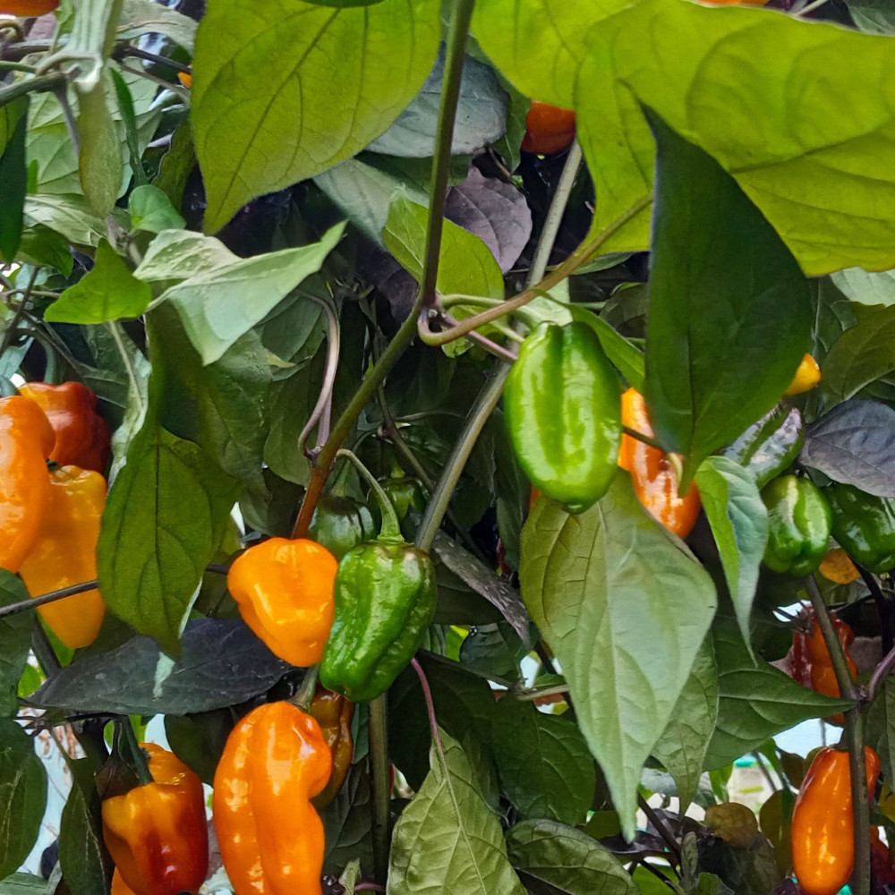 Семена острого перца Pimenta puma-3