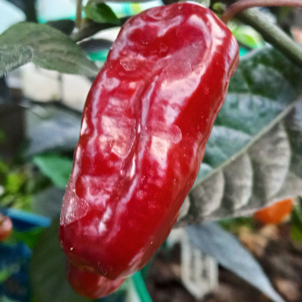 Семена острого перца Pimenta puma-2