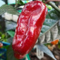 Семена острого перца Pimenta puma