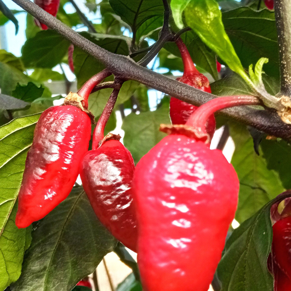 Семена острого перца Cow killer-3