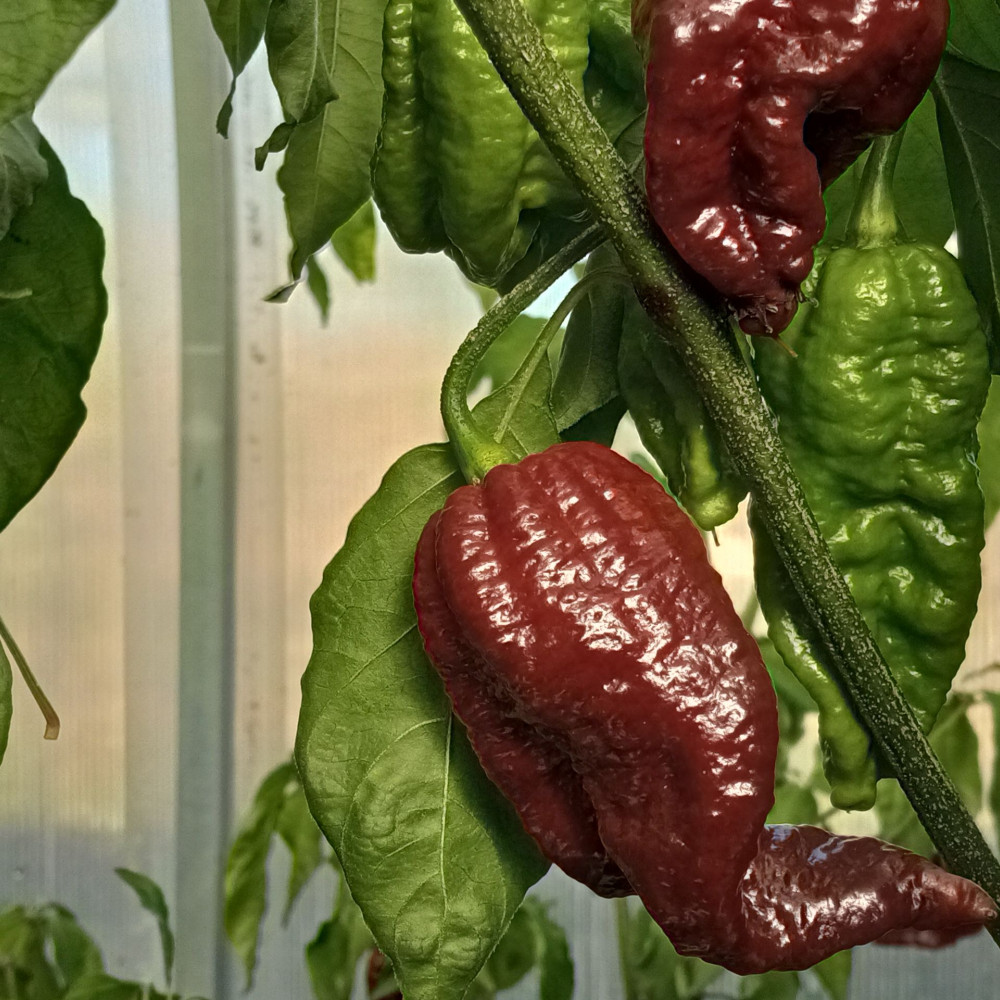 Семена острого перца Raptor riper long choco