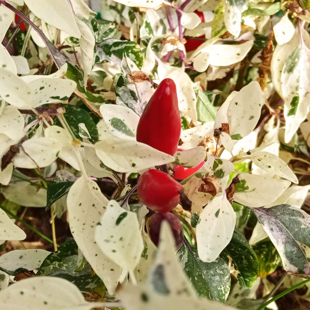 Семена острого перца Maruoha variegated-1