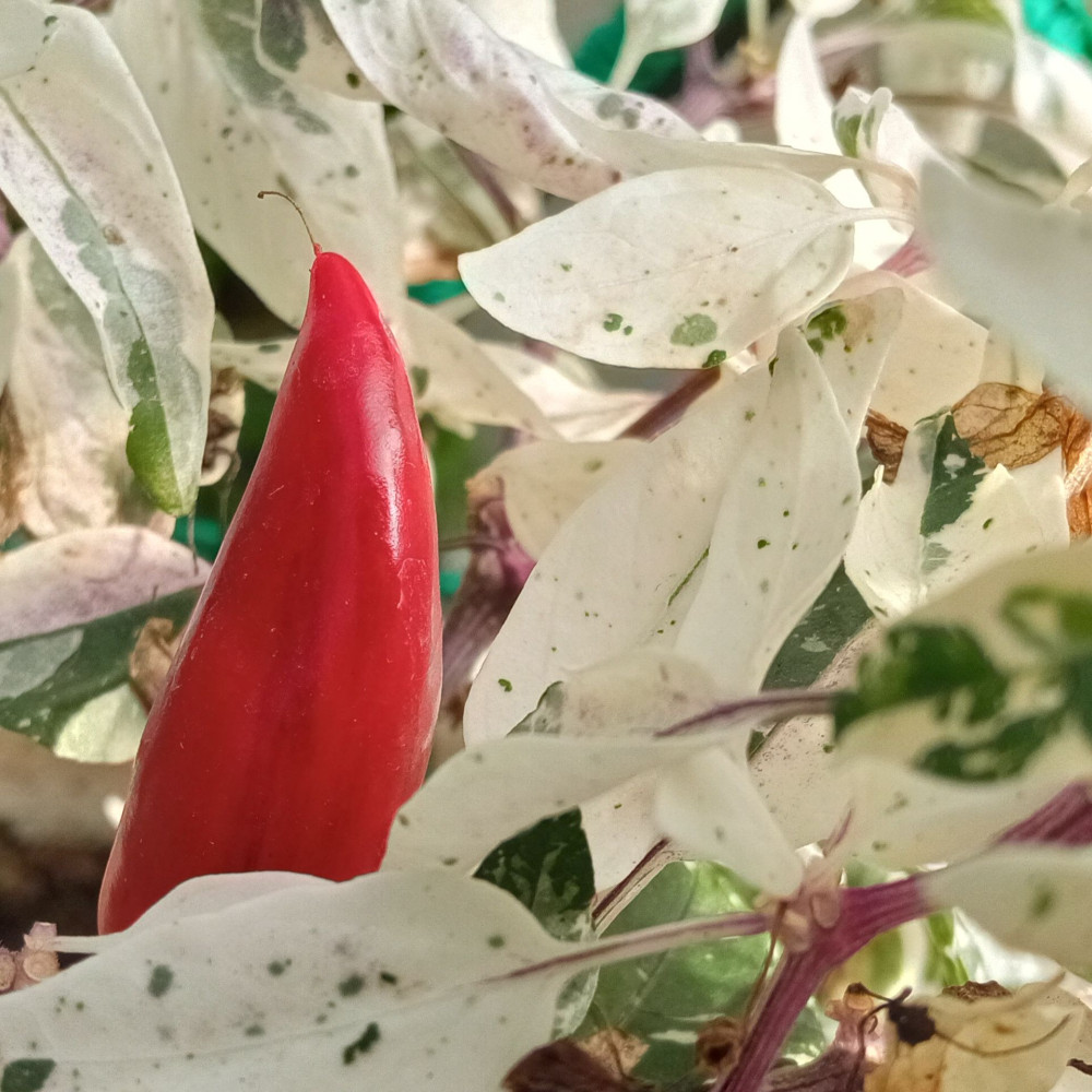 Семена острого перца Maruoha variegated-2