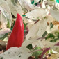 Семена острого перца Maruoha variegated