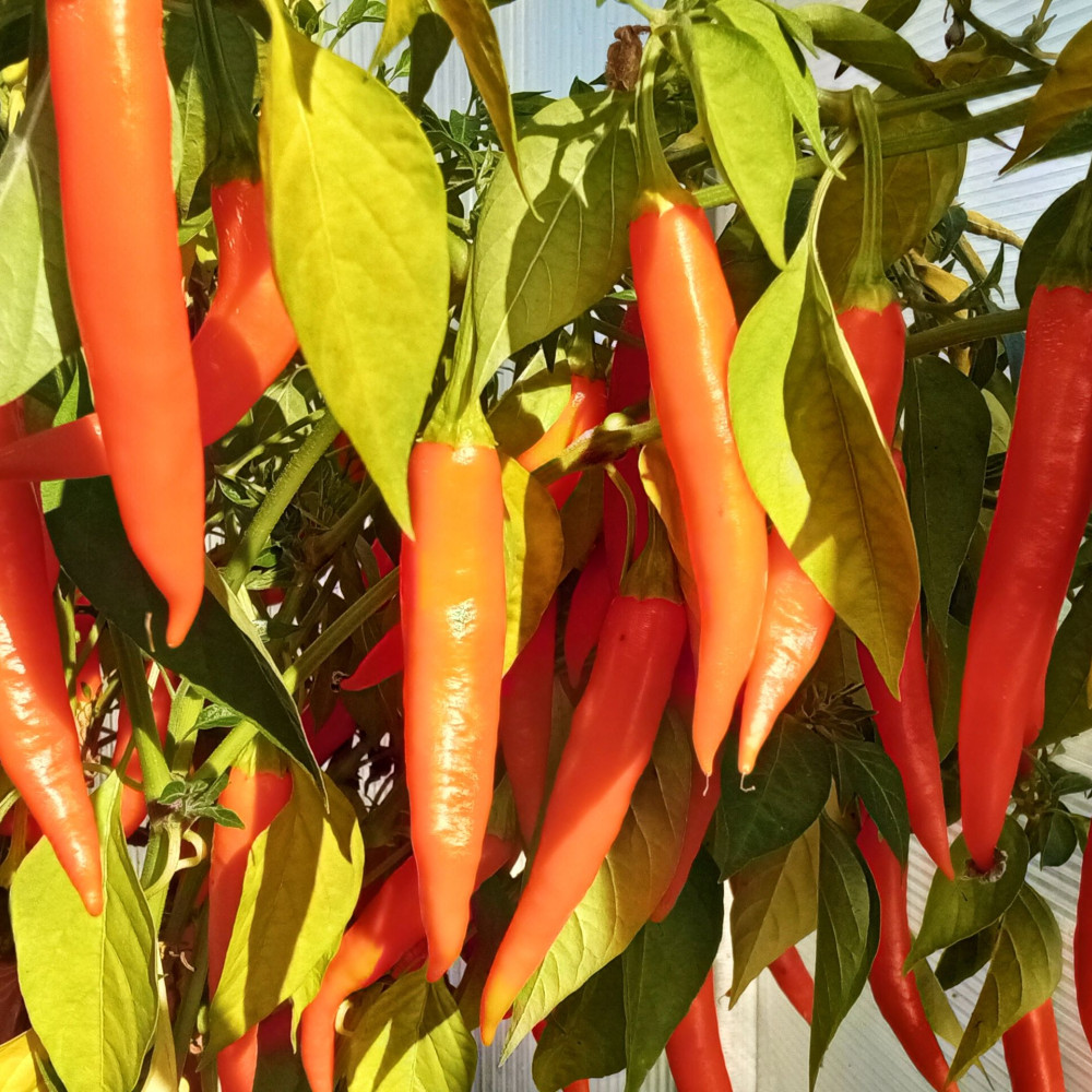 Семена острого перца Lindeza-3