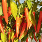 Семена острого перца Lindeza
