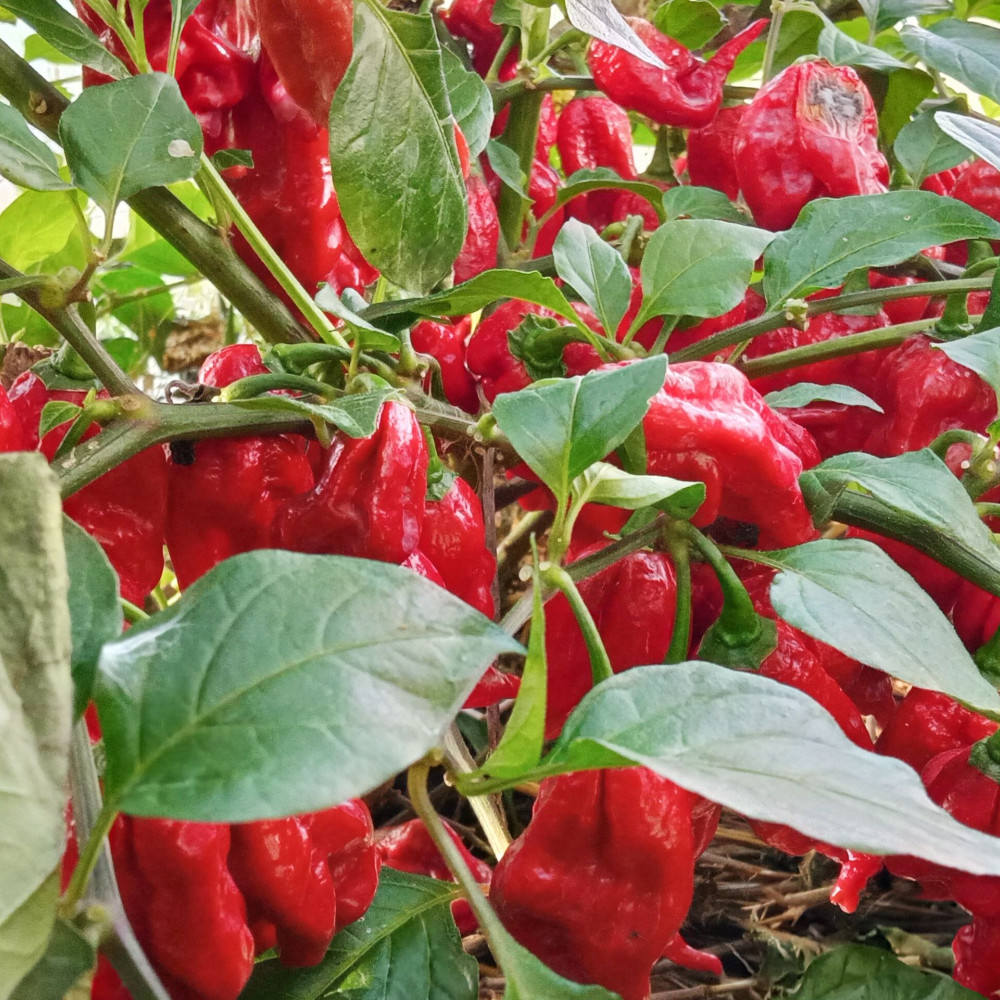 Семена острого перца Naga Tiger-2