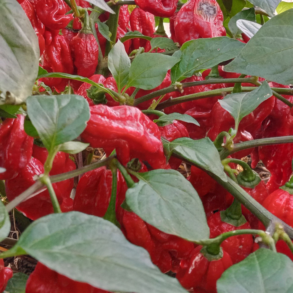 Семена острого перца Naga Tiger-3