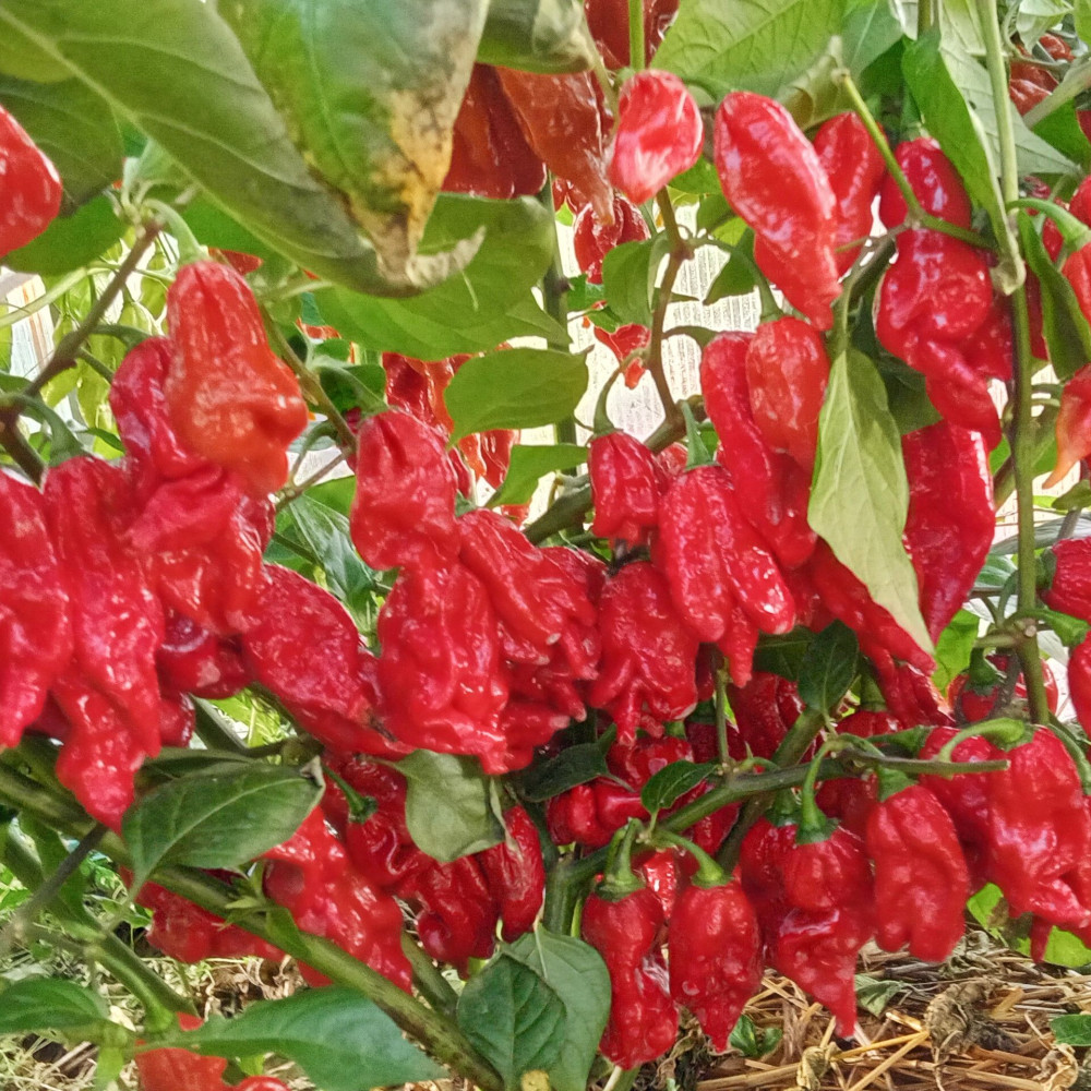 Семена острого перца Naga Tiger