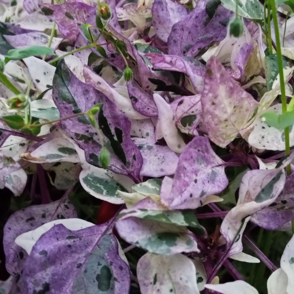 Семена острого перца Ornamental Jigsaw variegated-1