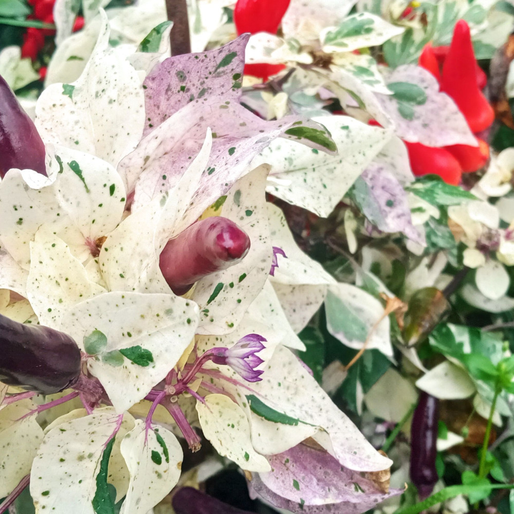 Семена острого перца Tiger Jalapeno