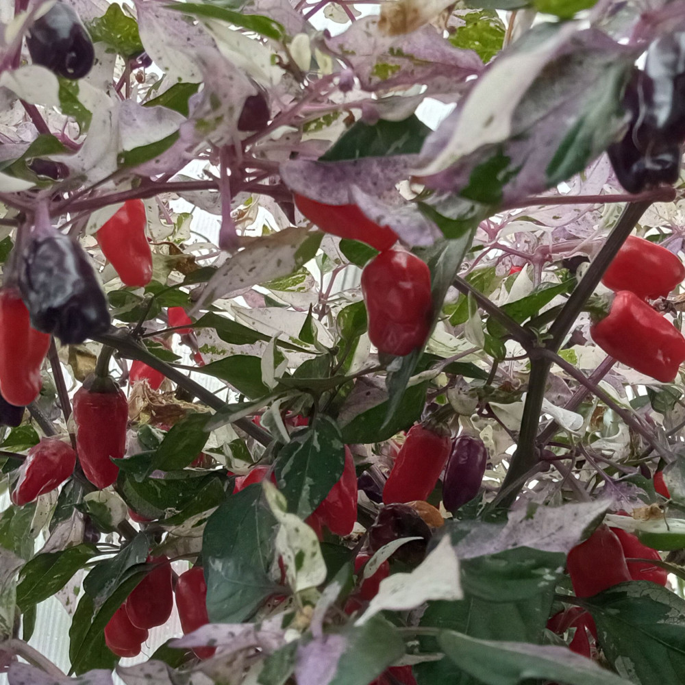 Семена острого перца Triffeti variegated-3