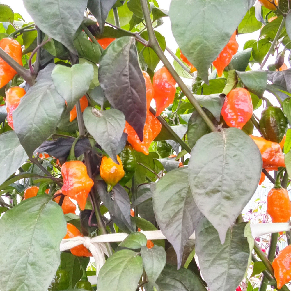 Семена острого перца Stevi-1