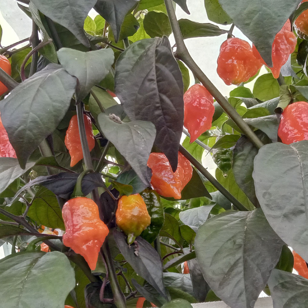 Семена острого перца Stevi-2