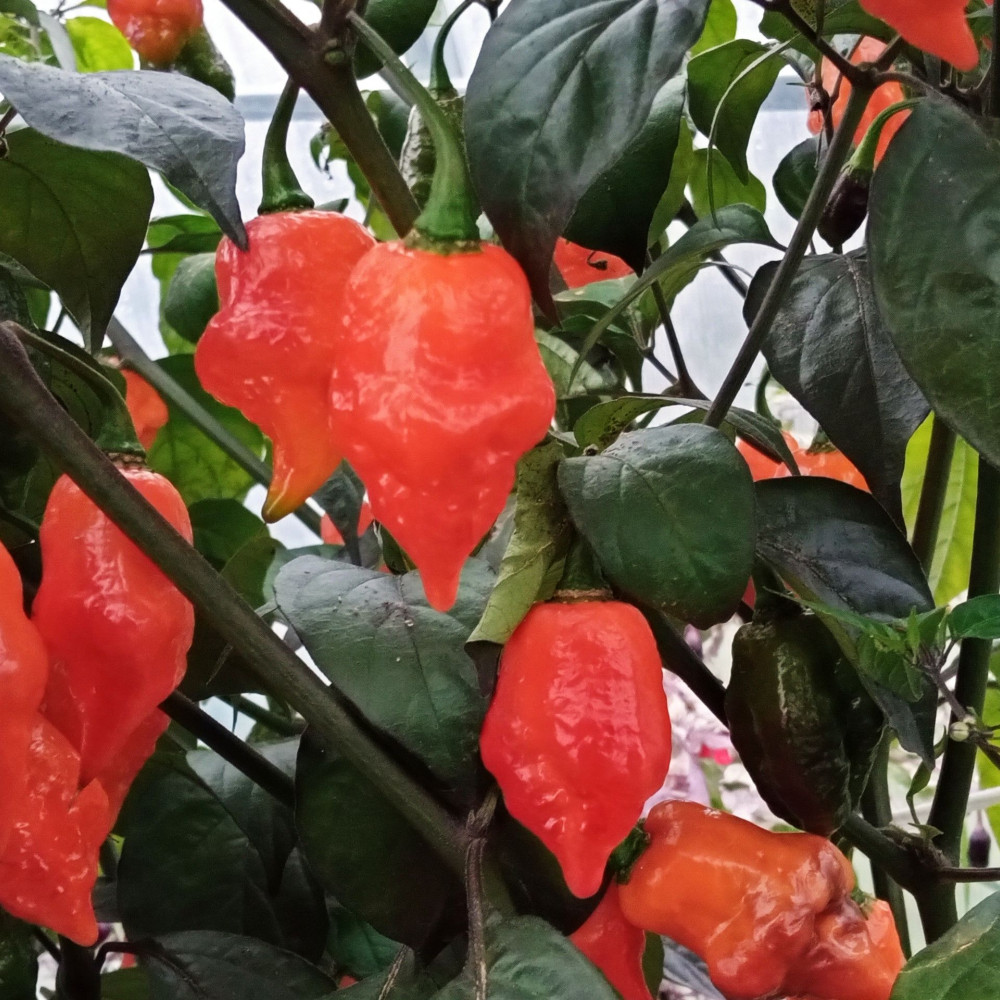 Семена острого перца Stevi