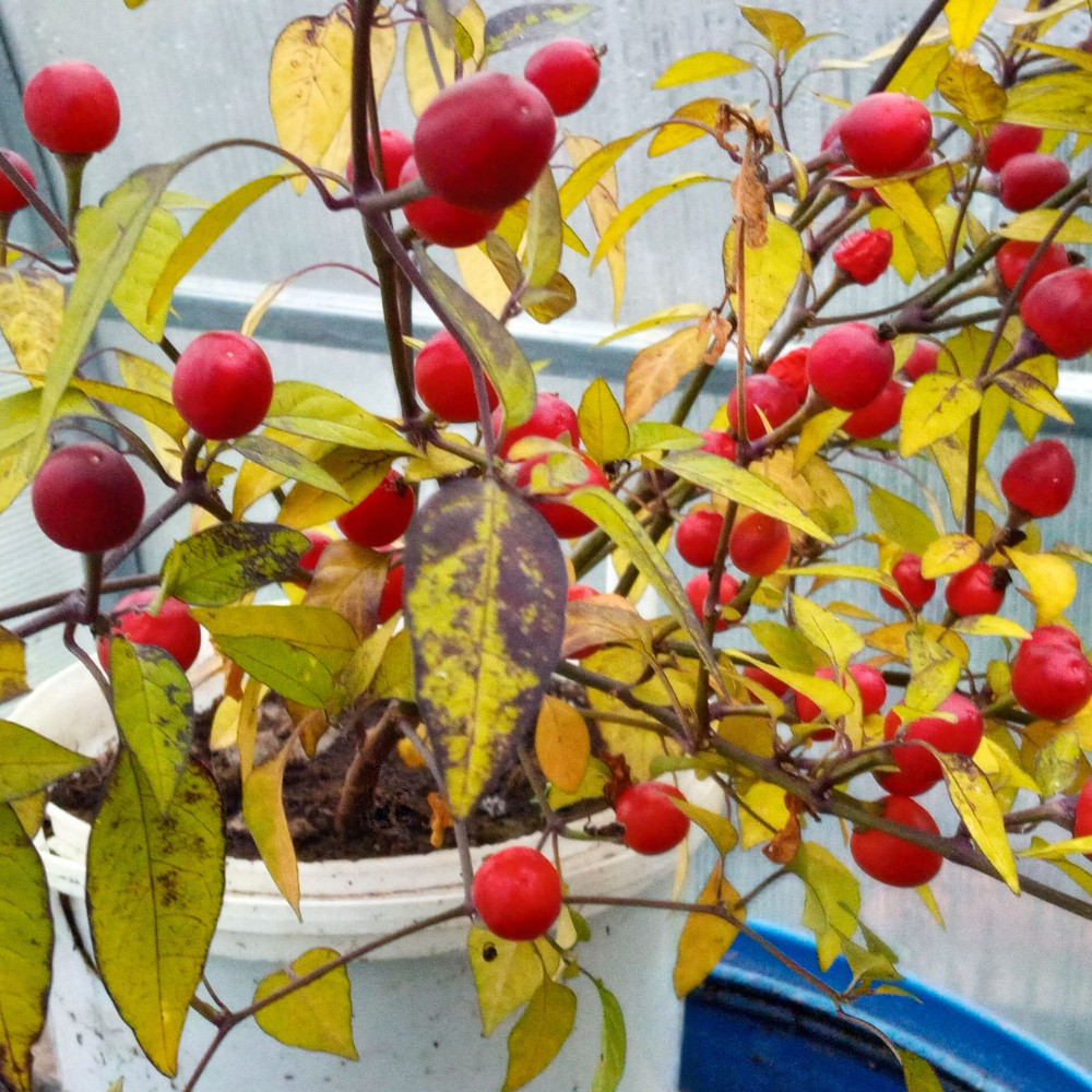 Семена острого перца Pretty in purple-3