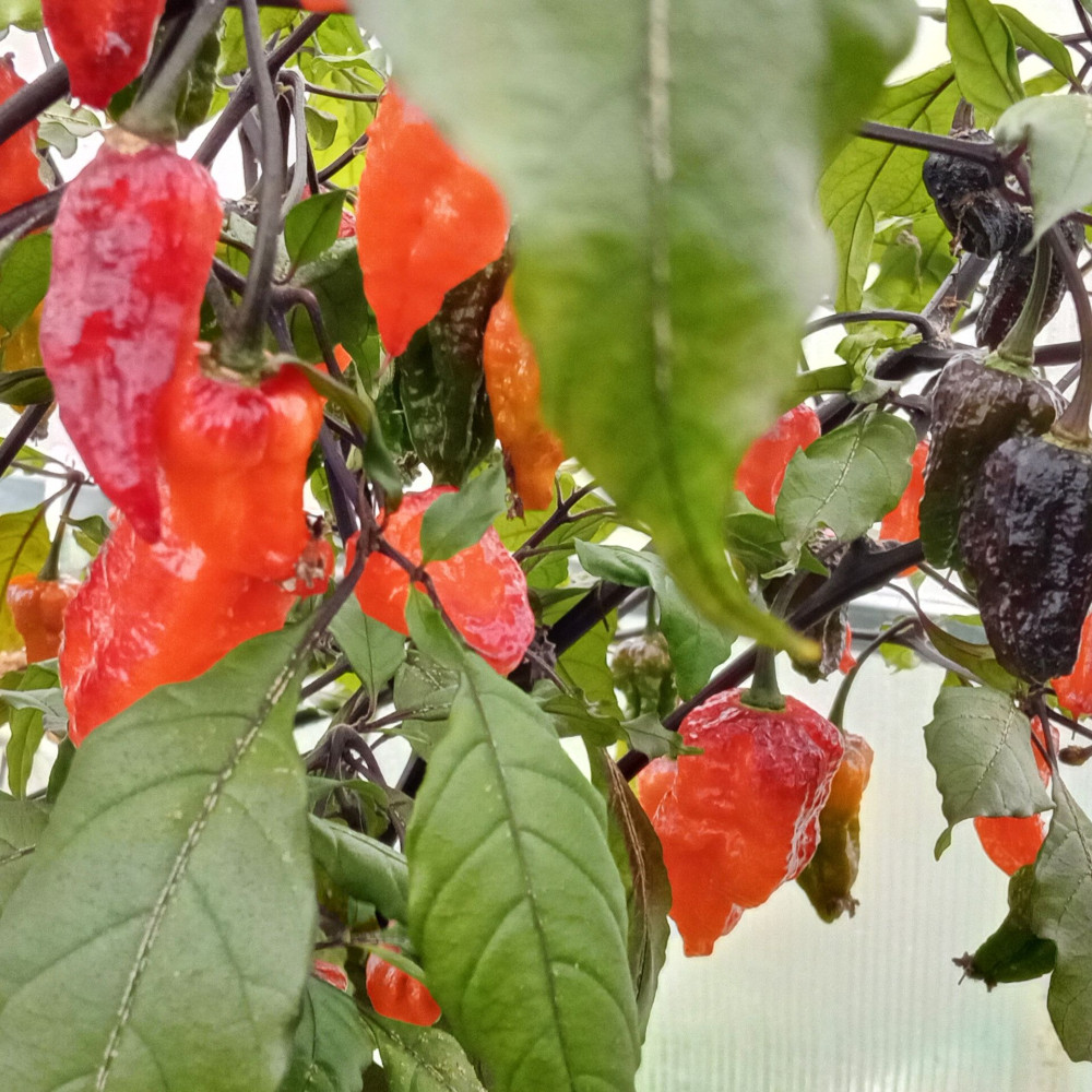 Семена острого перца Pimenta da dog-1