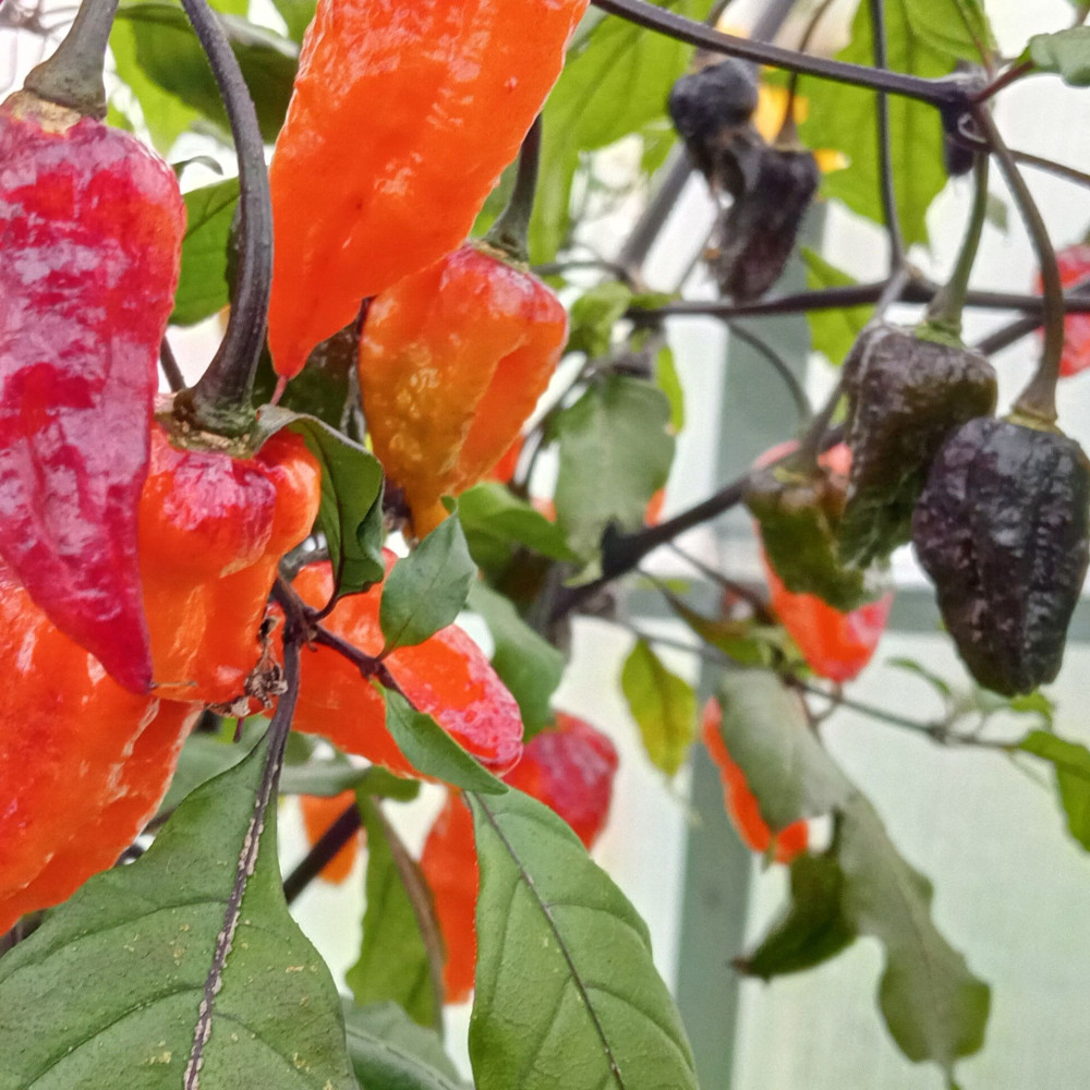 Семена острого перца Pimenta da dog-2