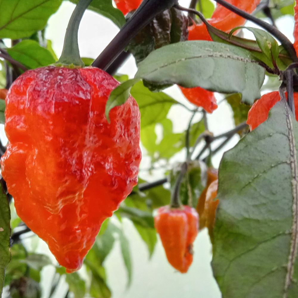 Семена острого перца Pimenta da dog-3