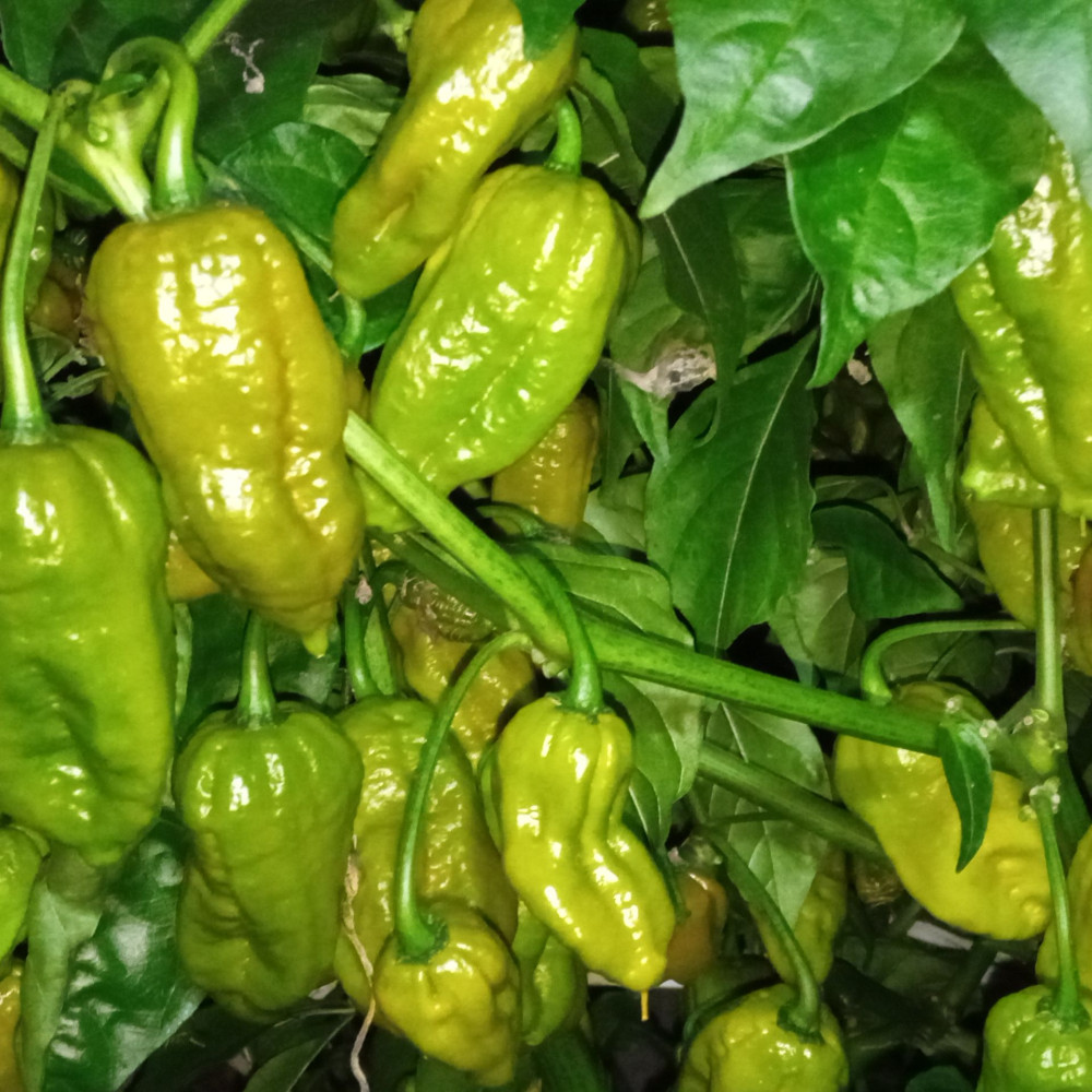 Семена острого перца Big olive mama-1