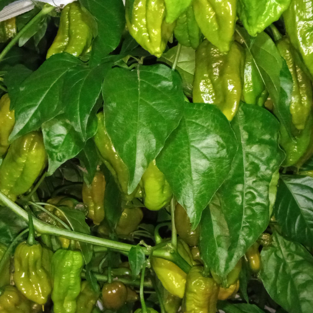 Семена острого перца Big olive mama-2