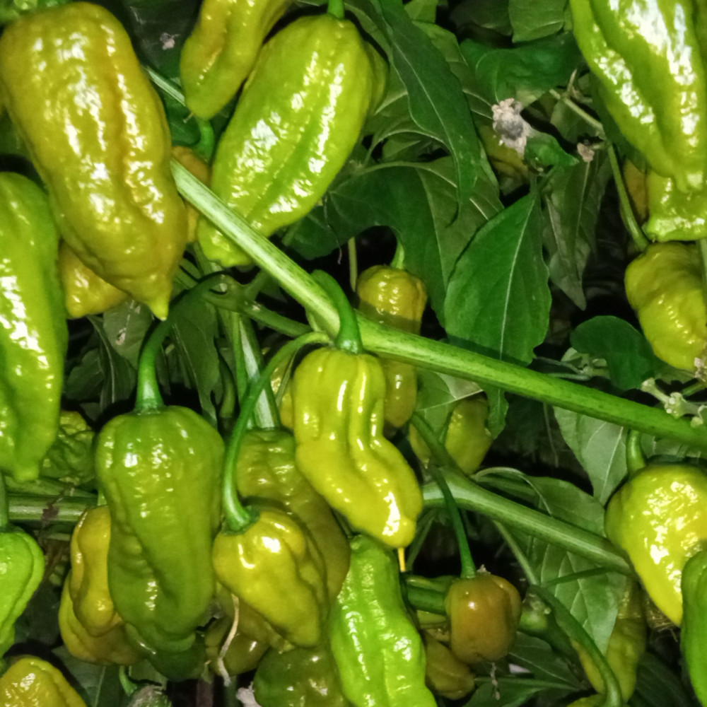 Семена острого перца Big olive mama-3