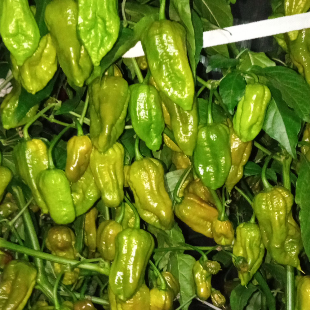 Семена острого перца Big olive mama