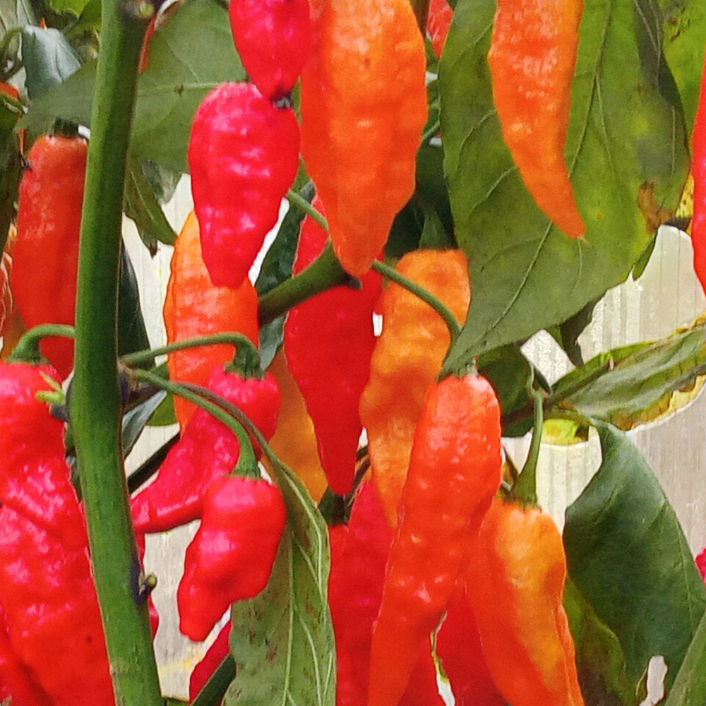 Семена острого перца Blood ghost