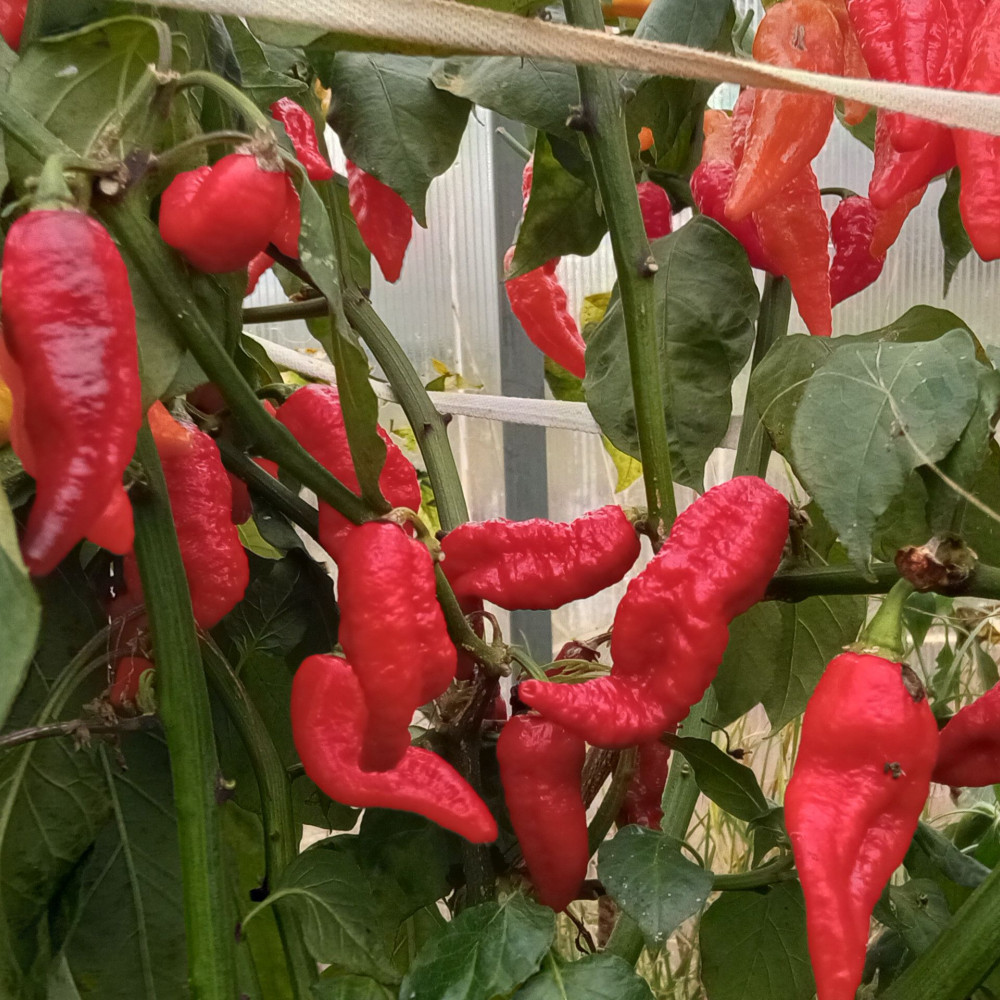 Семена острого перца Blood ghost-1