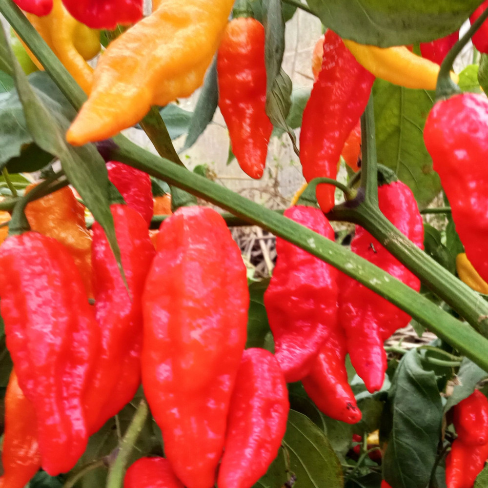 Семена острого перца Blood ghost-3