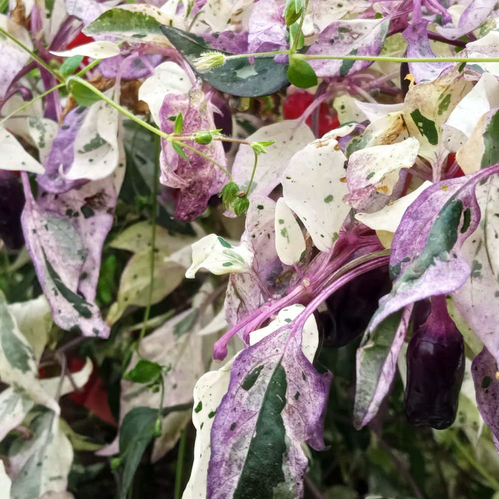 Семена острого перца Ornamental Jigsaw variegated-2