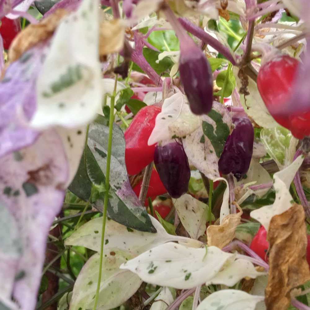 Семена острого перца Ornamental Jigsaw variegated-3