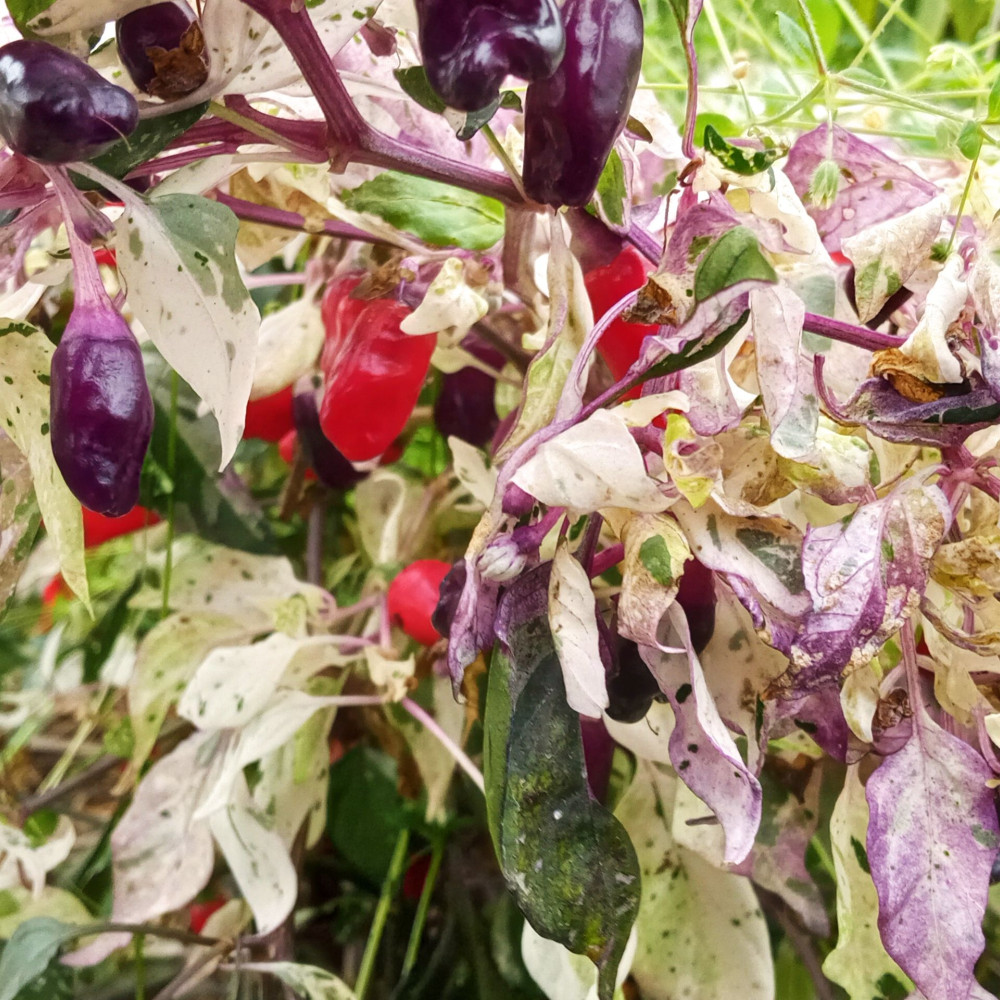 Семена острого перца Ornamental Jigsaw variegated