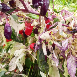 Ornamental Jigsaw variegated