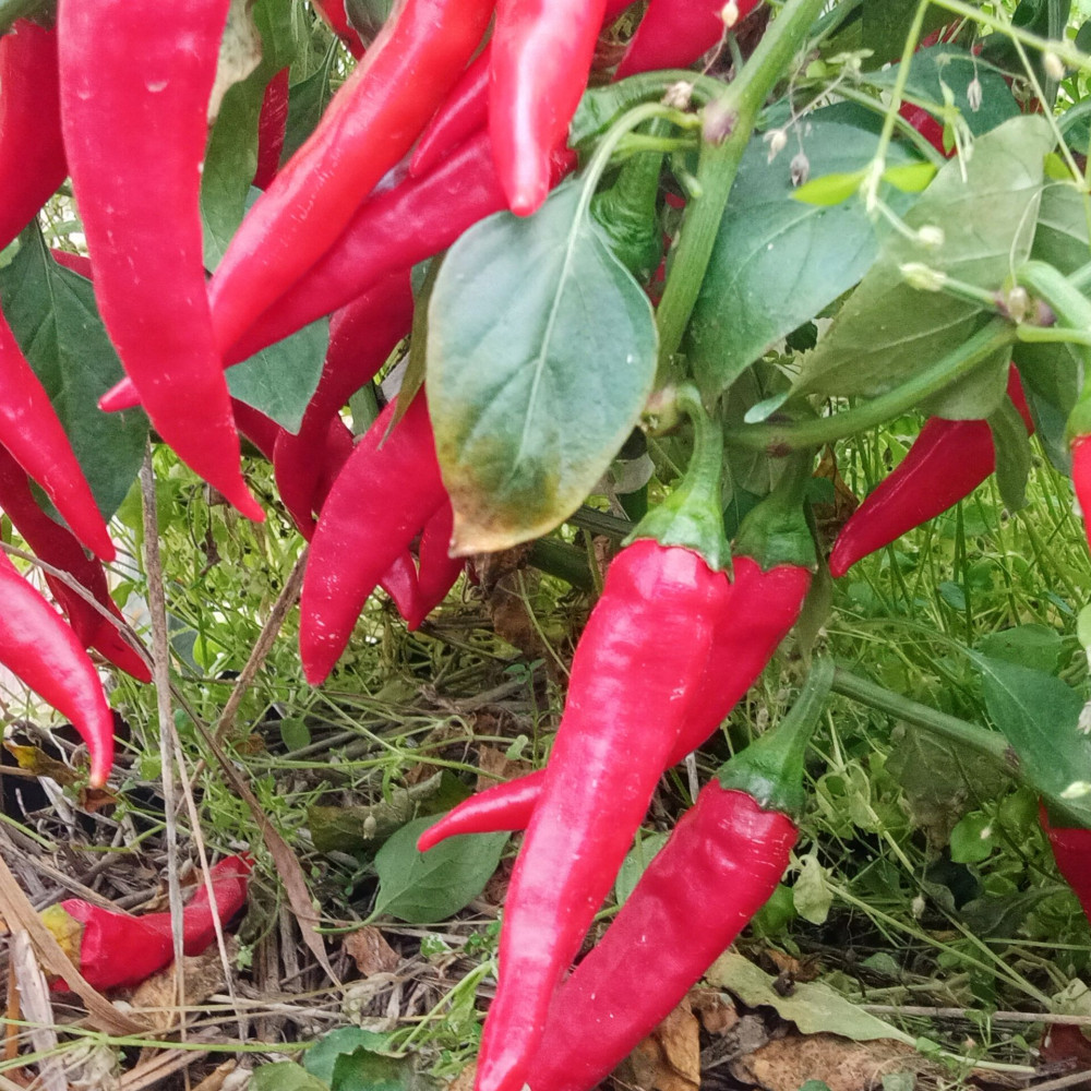 Семена острого перца Горгона