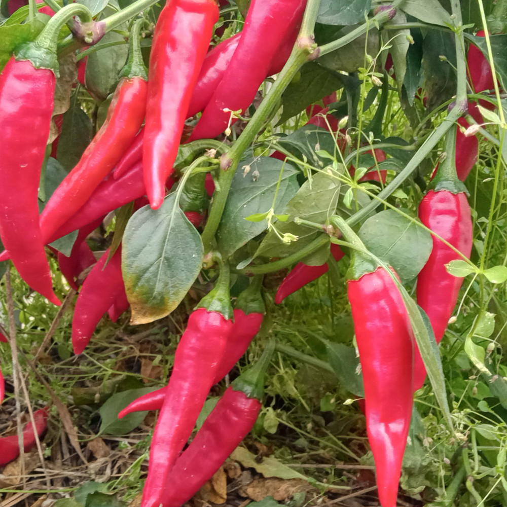 Семена острого перца Горгона-1