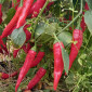 Семена острого перца Горгона