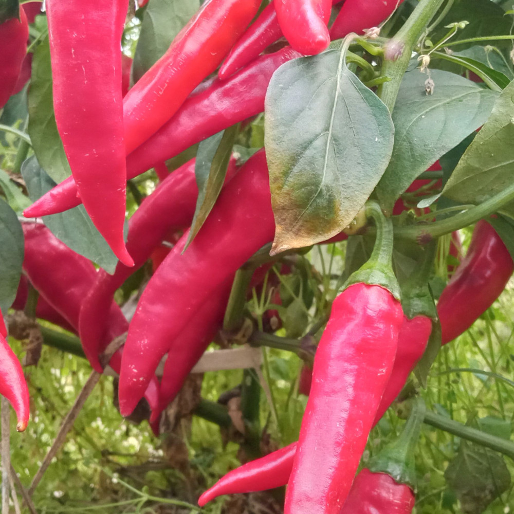 Семена острого перца Горгона-3