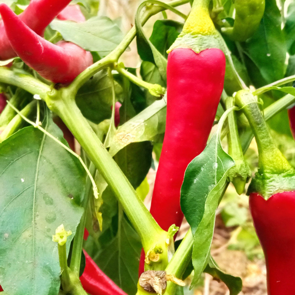 Семена острого перца Жгучее ухо-2