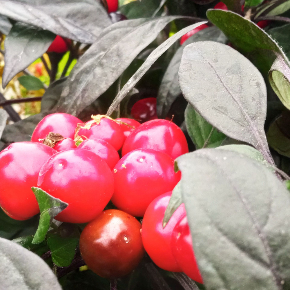 Семена острого перца Черная Жемчужина-3