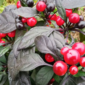 Черная Жемчужина