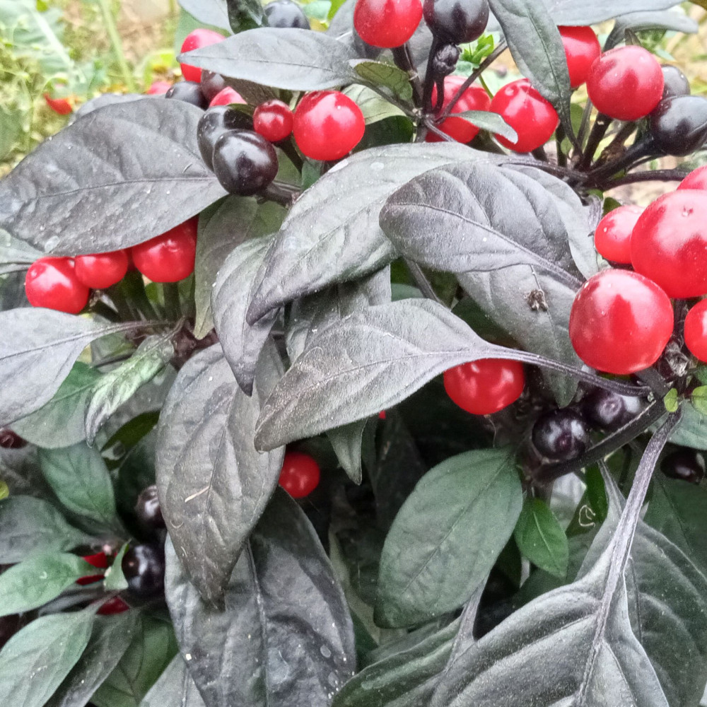 Семена острого перца Черная Жемчужина-2