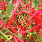Семена острого перца Thunder Mountain Longhorn