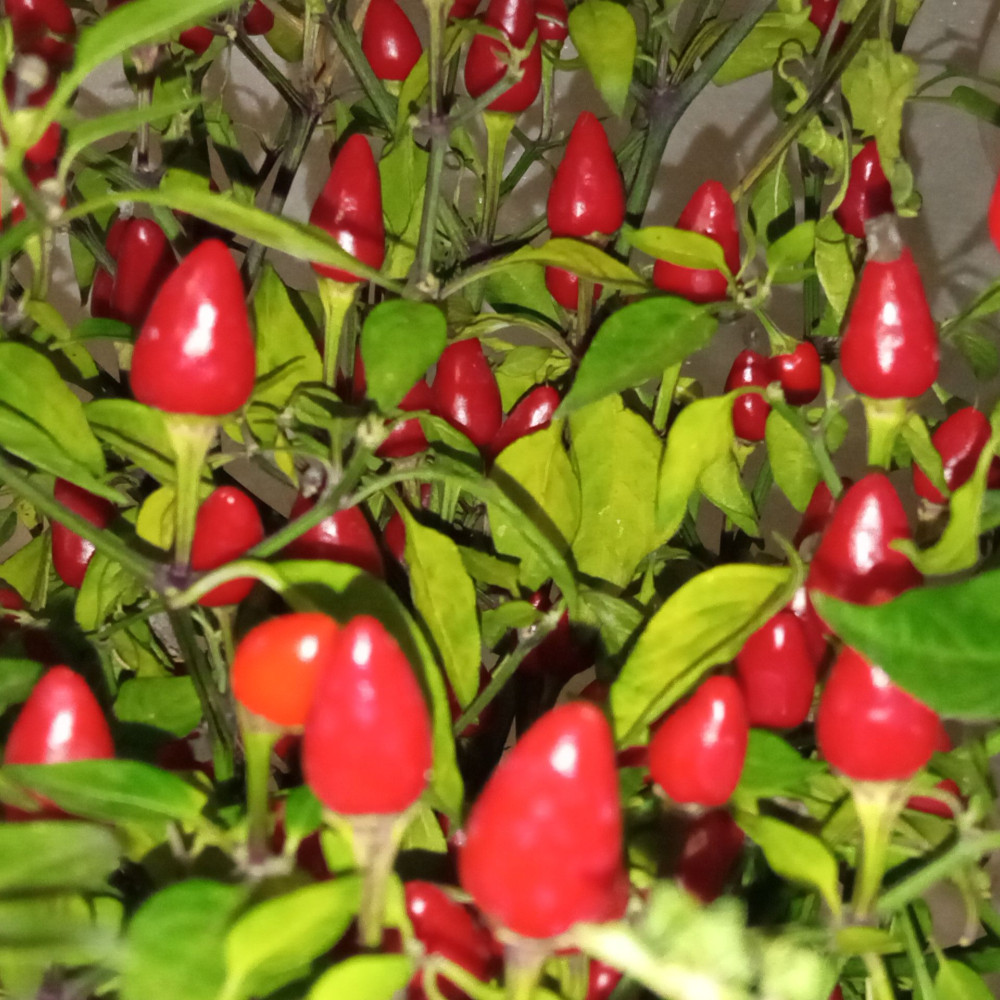 Семена острого перца Гирлянда (CAP 1546)-2